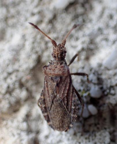 Arenocoris waltlii
